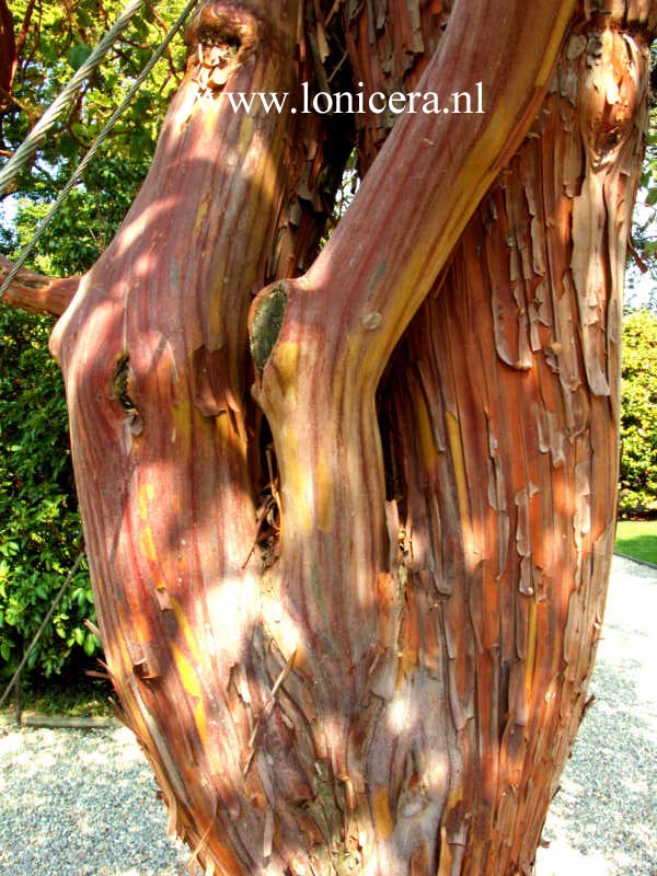 Arbutus andrachne