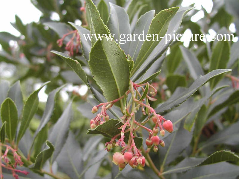 Arbutus unedo