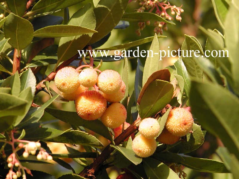 Arbutus unedo