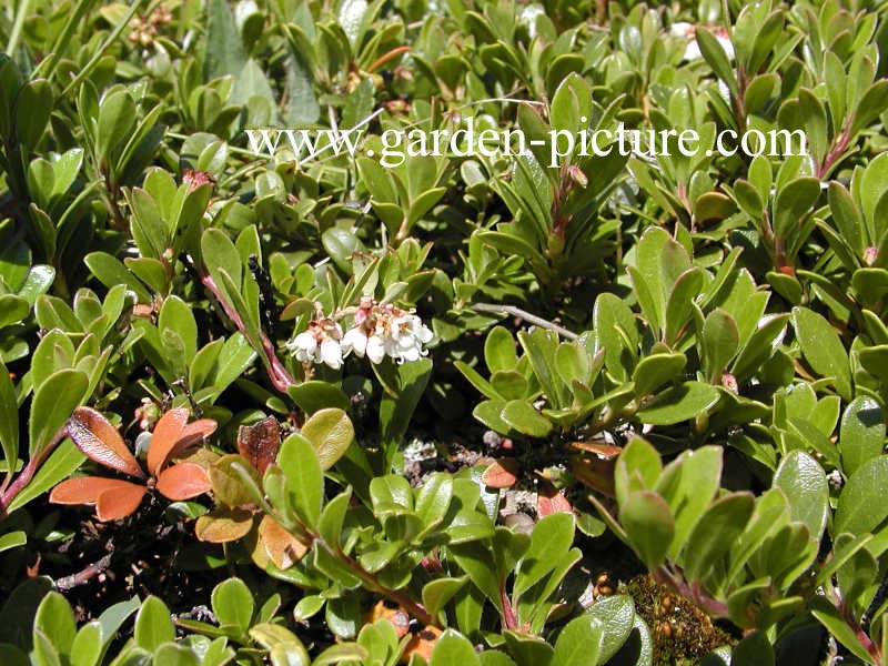 Arctostaphylos uva-ursi