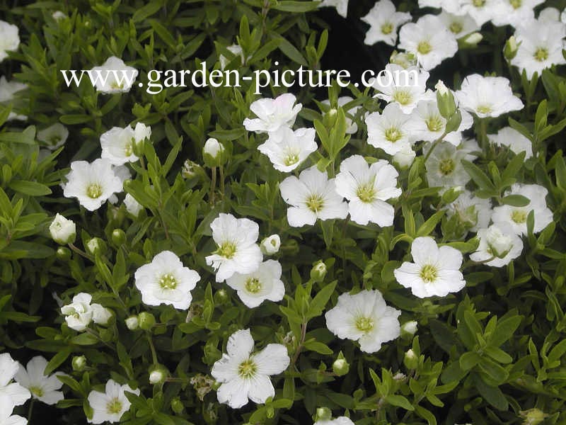 Arenaria montana