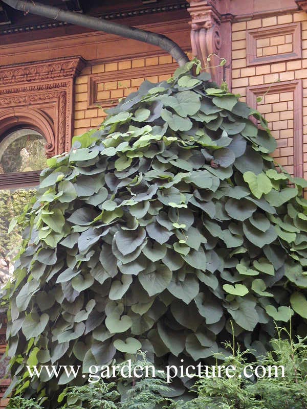 Aristolochia macrophylla