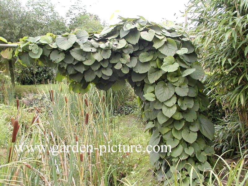 Aristolochia macrophylla