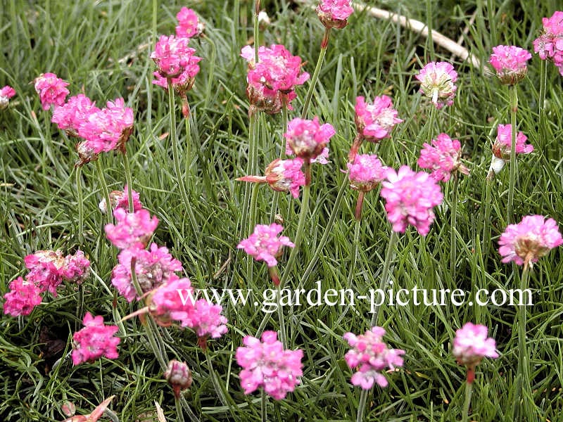 Armeria maritima 'Splendens'