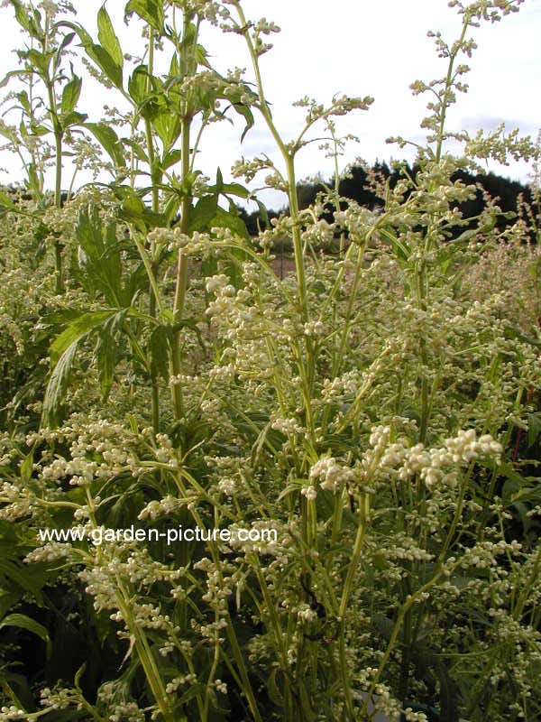 Artemisia lactiflora 'Elfenbein'