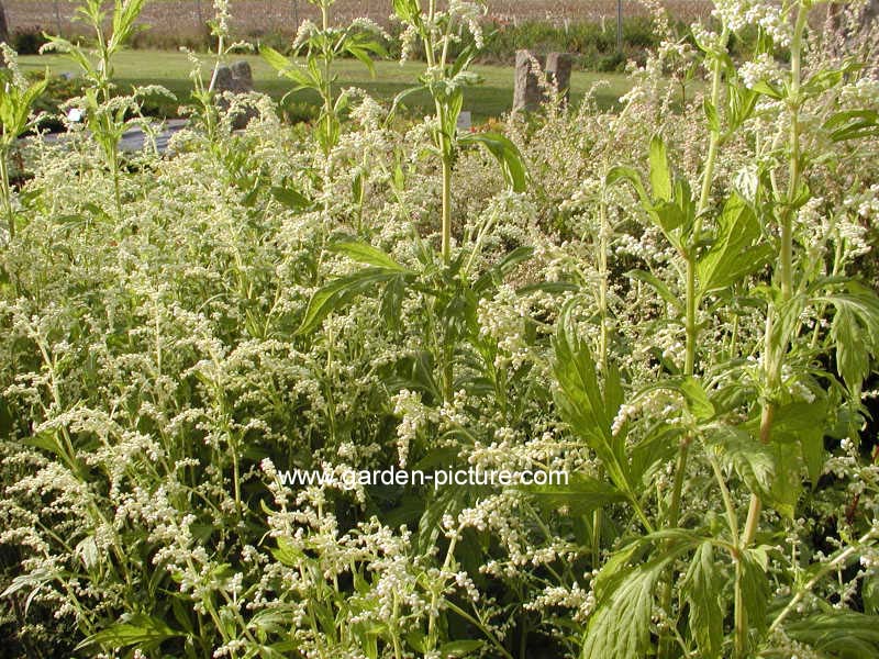 Artemisia lactiflora 'Elfenbein'