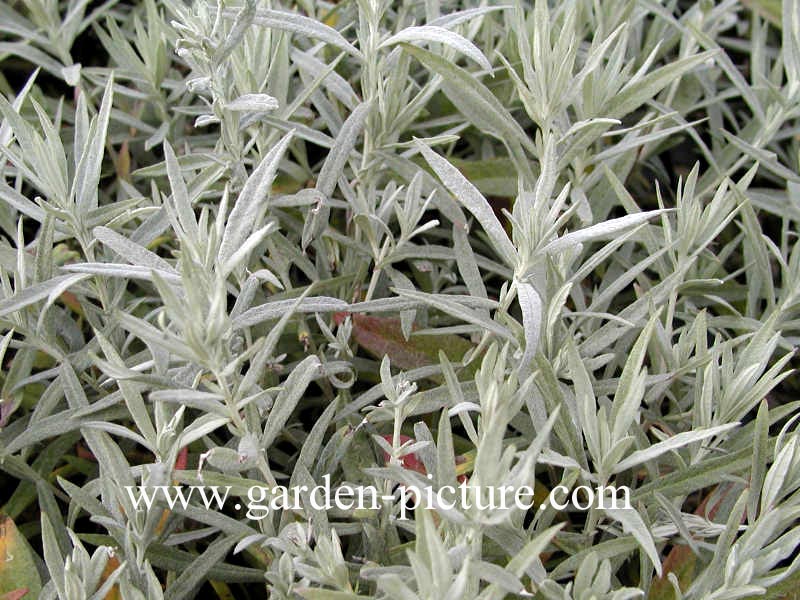 Artemisia ludoviciana 'Silver Queen'