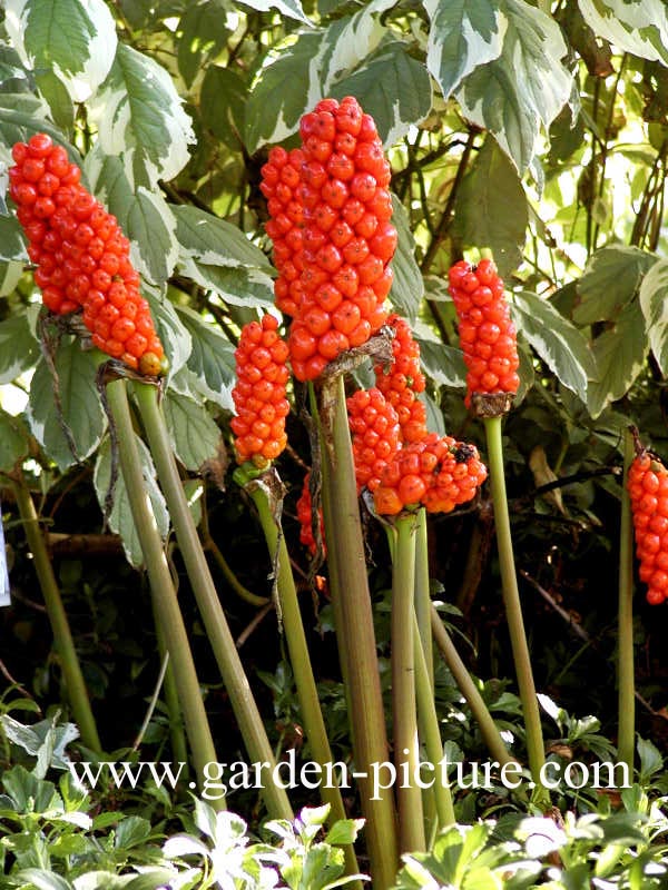 Arum italicum