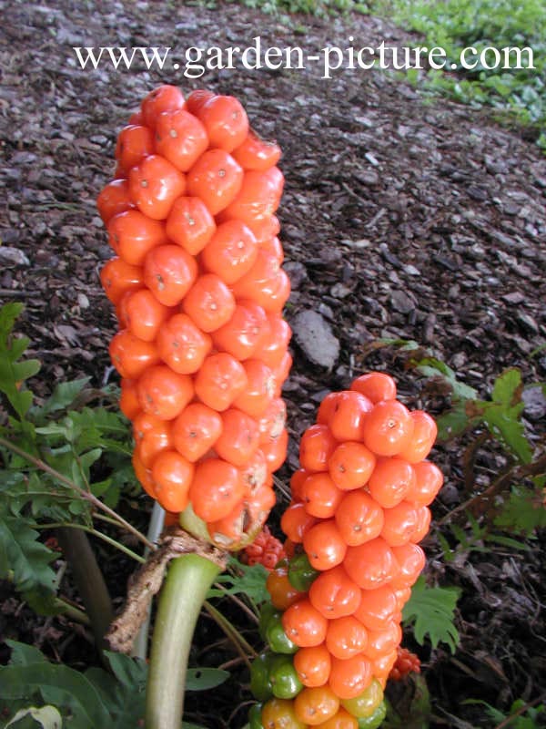 Arum italicum