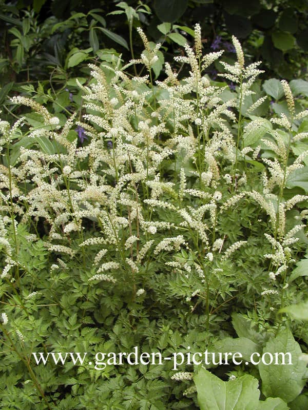 Aruncus aethusifolius