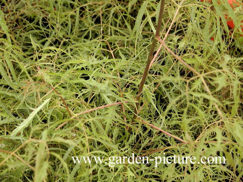 Aruncus dioicus 'Kneiffii'