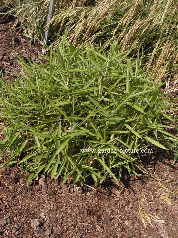 Pleioblastus argenteostriatus f. pumilus