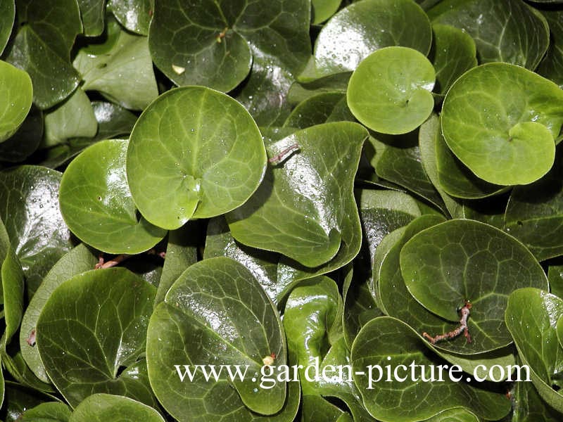 Asarum europaeum