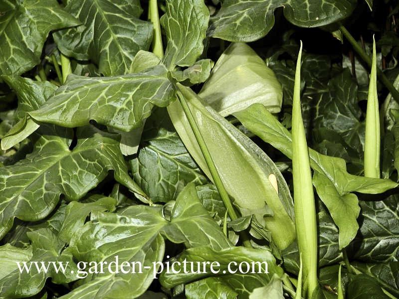 Arum italicum