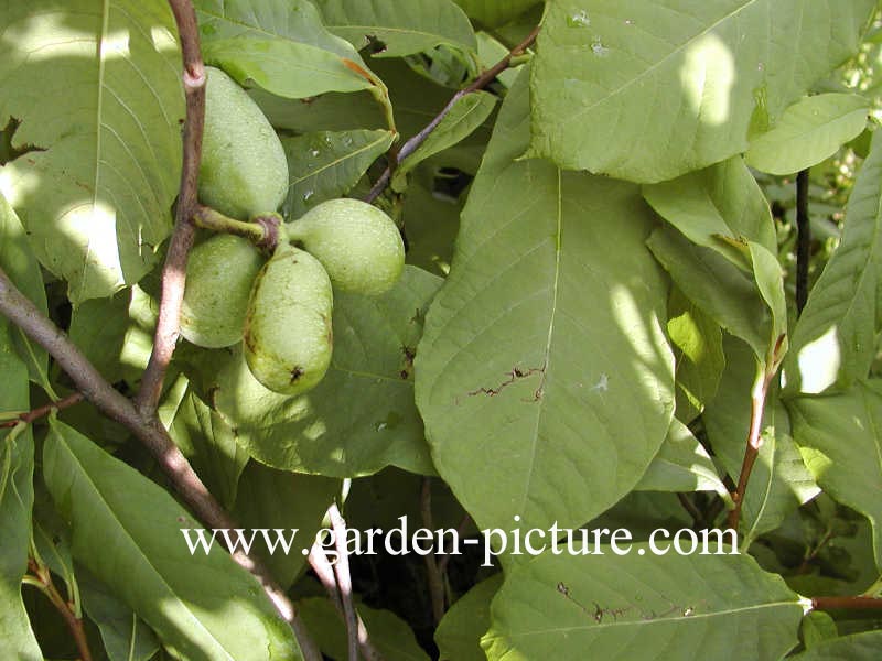 Asimina triloba