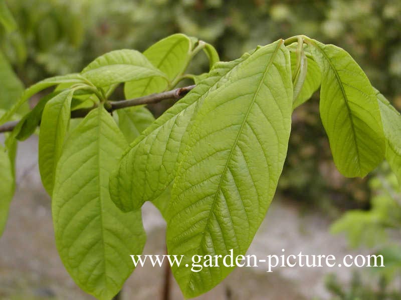 Asimina triloba