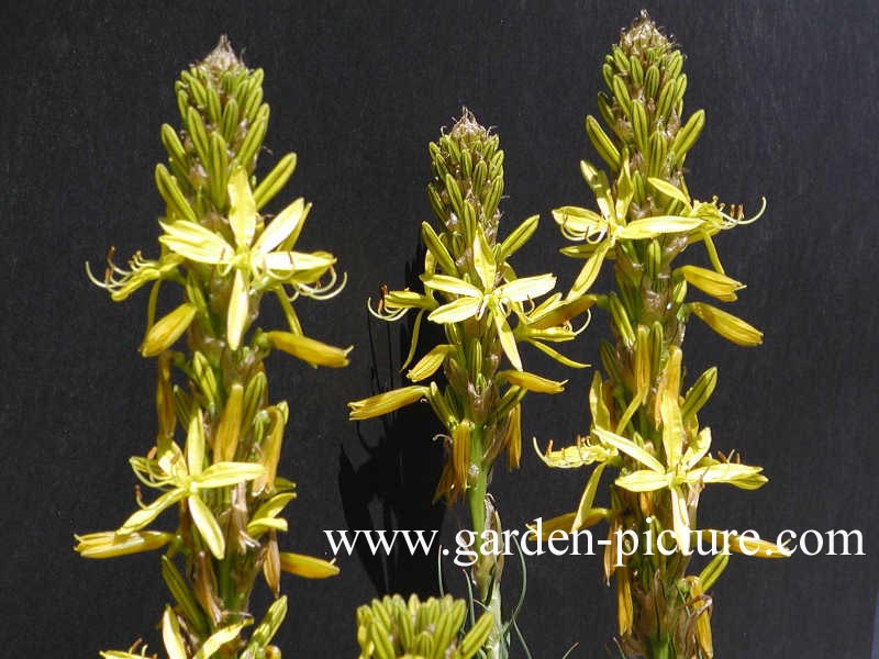 Asphodeline lutea