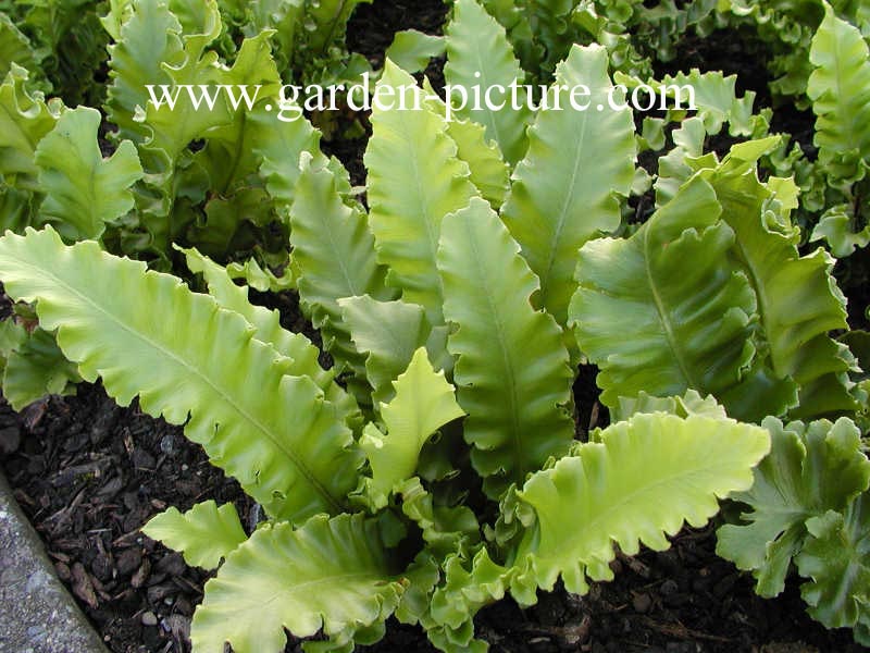 Asplenium scolopendrium 'Cristatum'