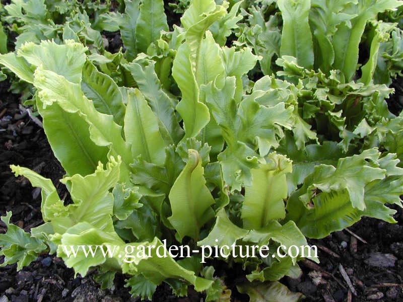 Asplenium scolopendrium 'Cristatum'