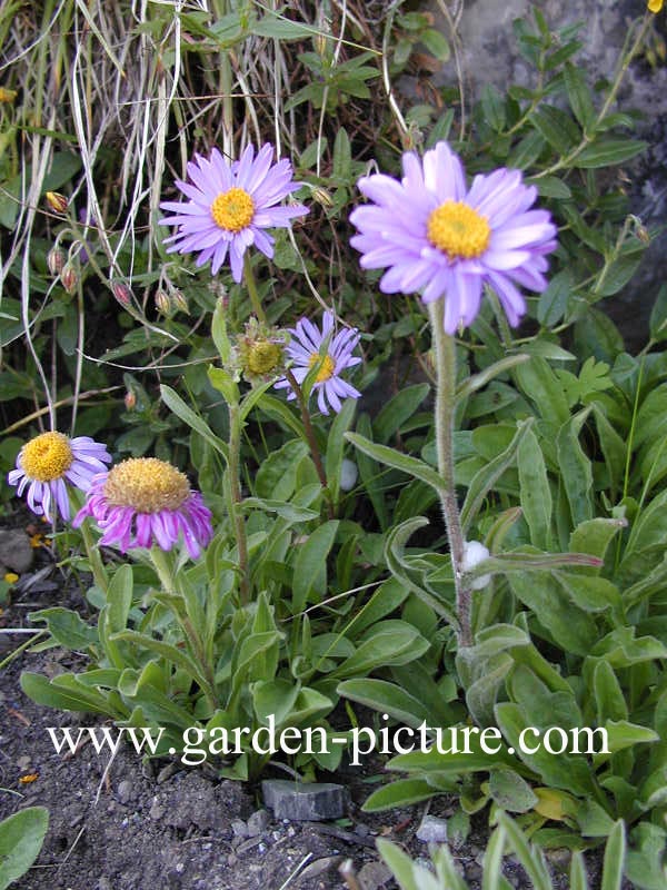 Aster alpinus