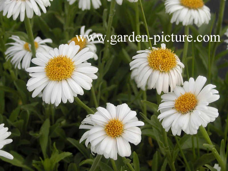 Aster alpinus 'Albus'