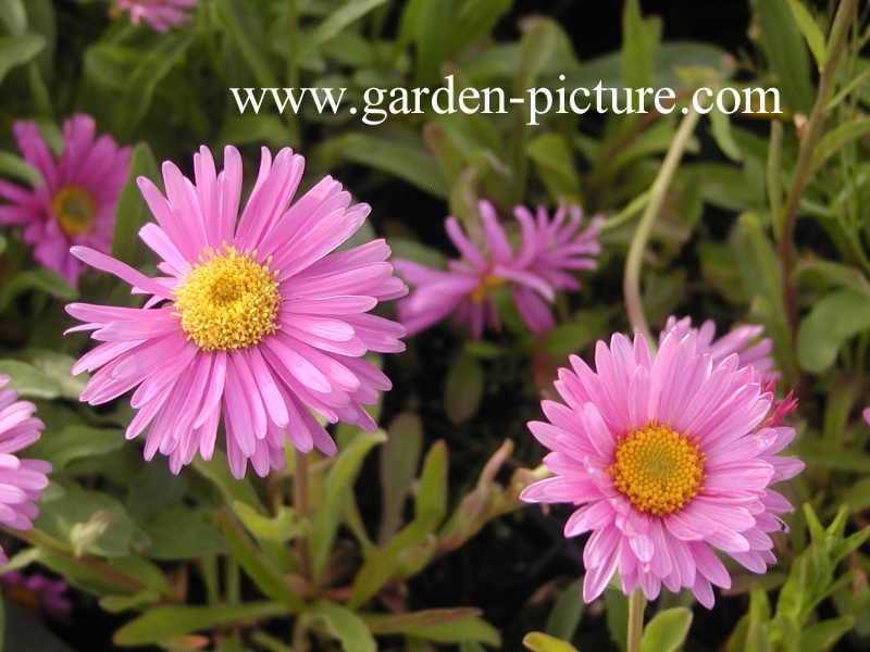 Aster alpinus 'Happy End'