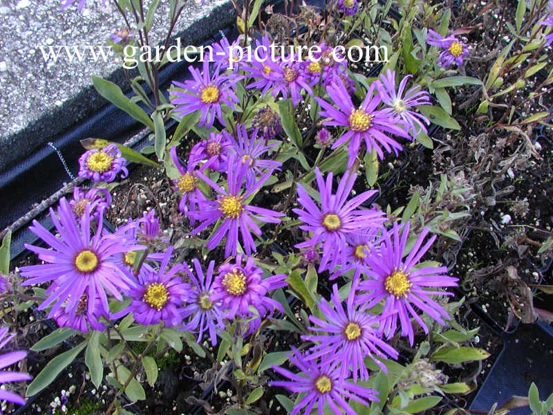 Aster amellus 'Veilchenkoenigin'