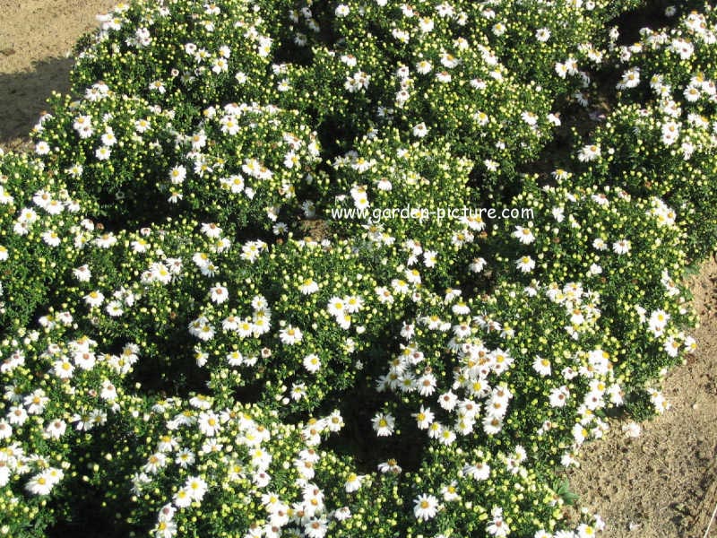 Aster 'Kristina'