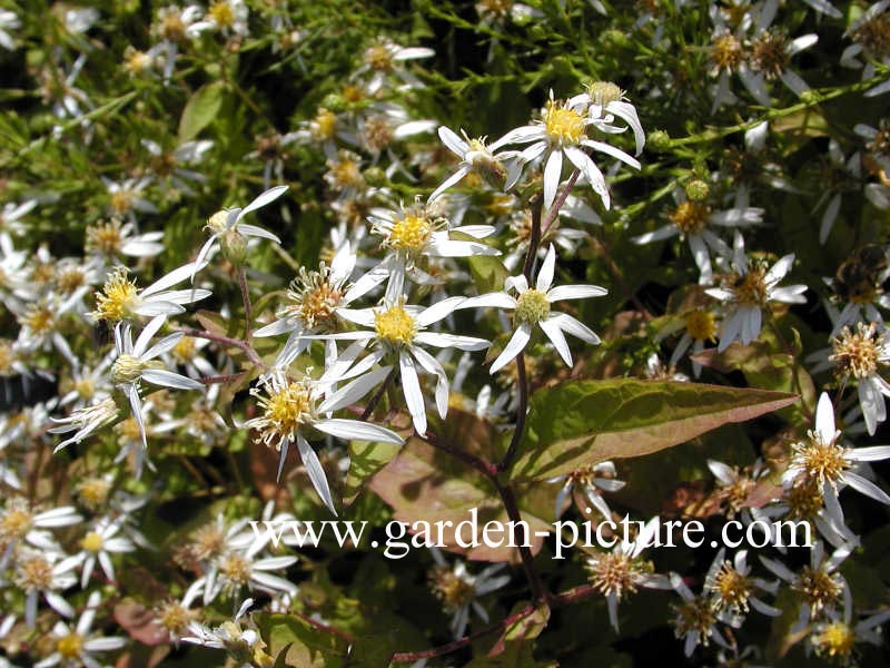 Aster divaricatus