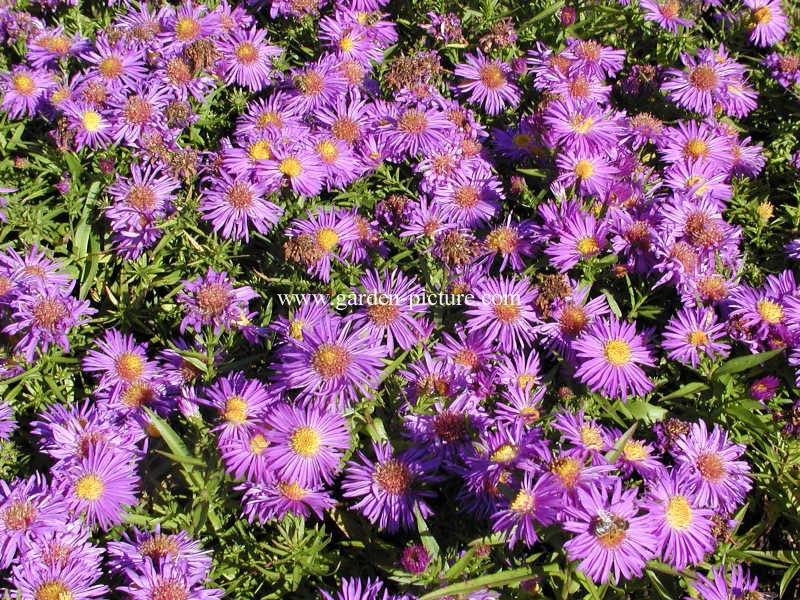 Aster dumosus 'Augenweide'