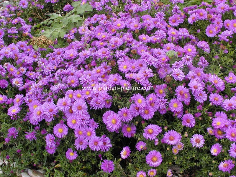 Aster dumosus 'Augenweide'