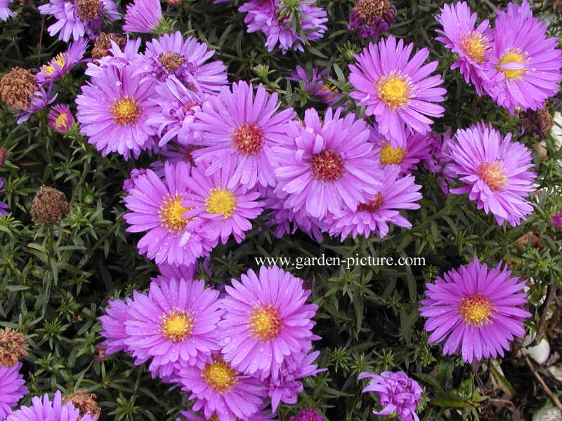 Aster dumosus 'Augenweide'