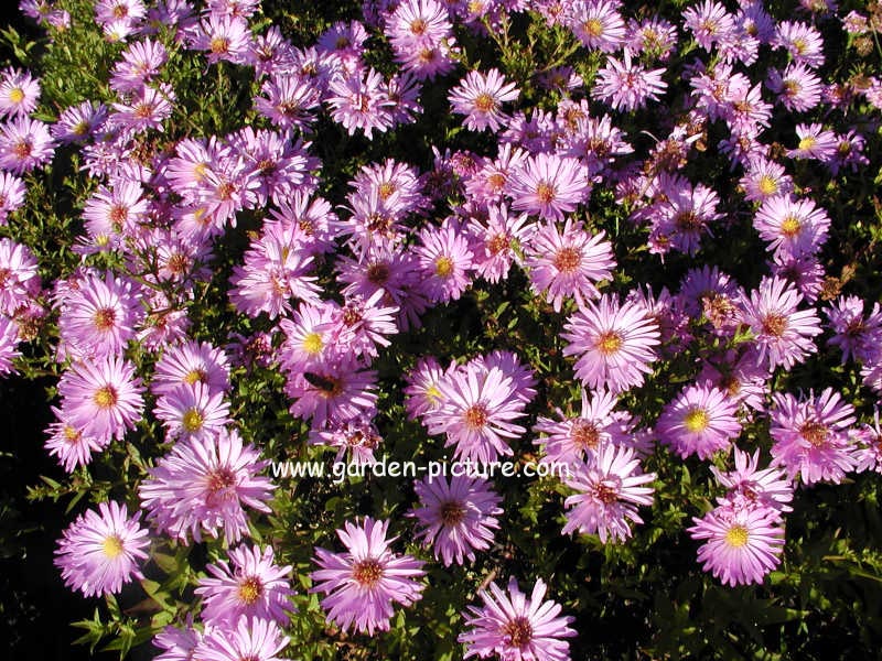 Aster 'Herbstgruss von Bresserhof'