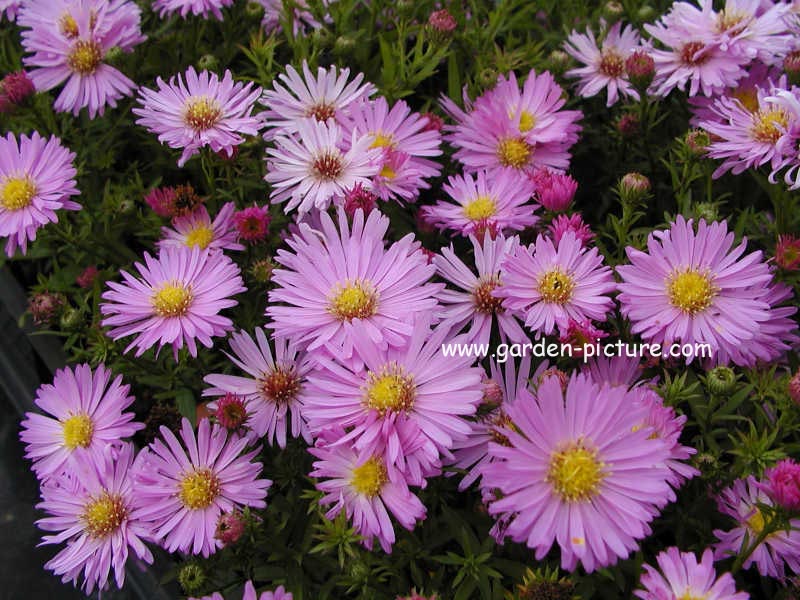 Aster 'Herbstgruss von Bresserhof'