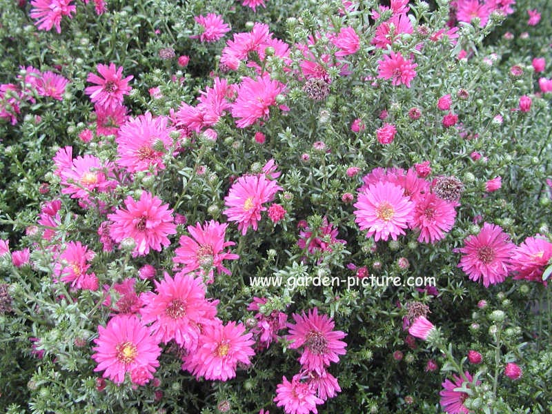 Aster 'Herbstgruss von Bresserhof'