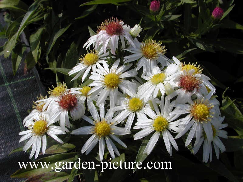 Aster 'Kristina'