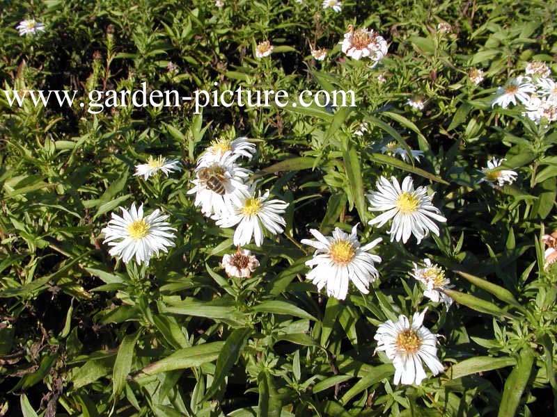 Aster 'Kristina'