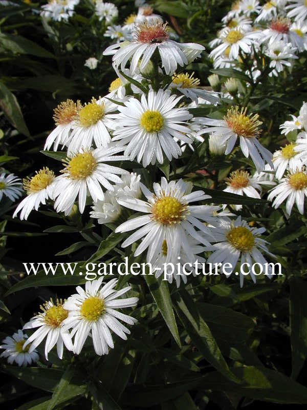 Aster 'Kristina'