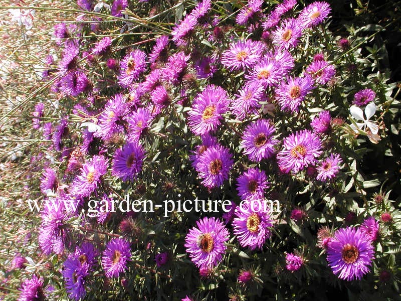 Aster novae-angliae 'Purple Dome'