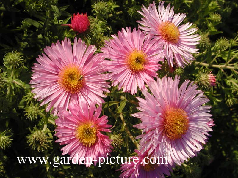 Aster novae-angliae 'Harrington Pink'