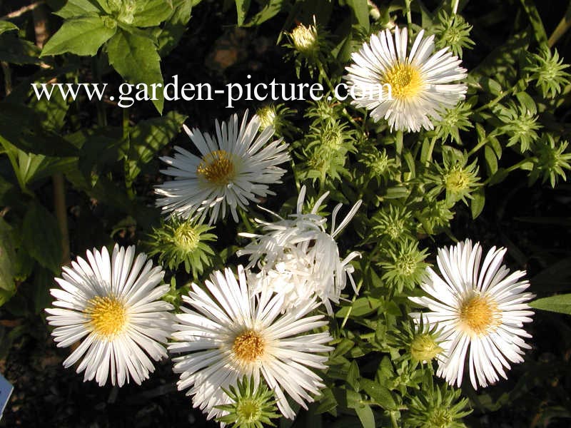 Aster novae-angliae 'Herbstschnee'