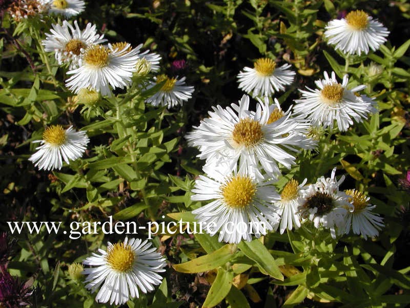 Aster novae-angliae 'Herbstschnee'