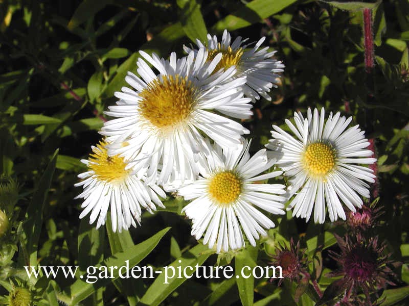 Aster novae-angliae 'Herbstschnee'