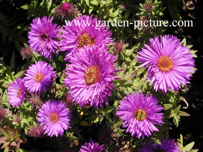 Aster novae-angliae 'Purple Dome'