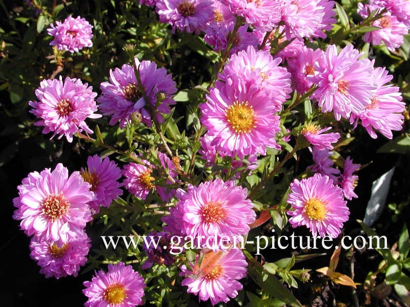 Aster novi-belgii 'Patricia Ballard'