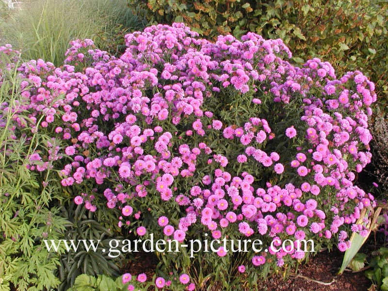 Aster novi-belgii 'Patricia Ballard'