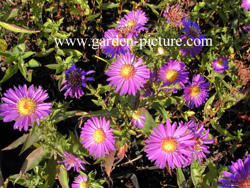 Aster novi-belgii 'Schoene von Dietlikon'