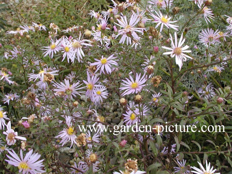 Aster pyrenaeus 'Lutetia'