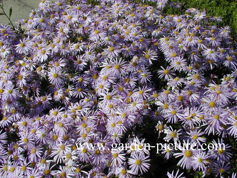 Aster pyrenaeus 'Lutetia'