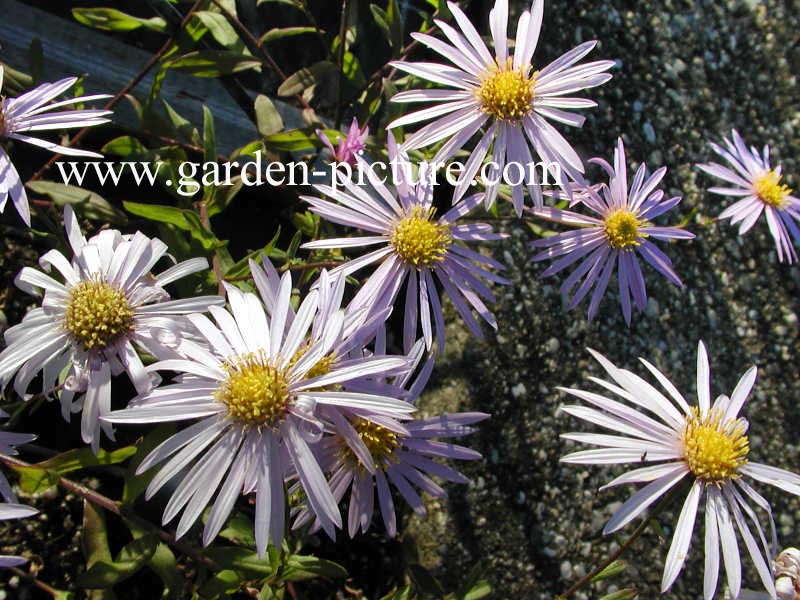 Aster pyrenaeus 'Lutetia'